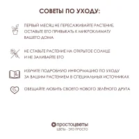 Бегония Элатиор Ребекка Желтая_6